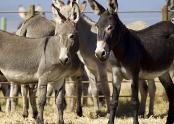 Pakistan Reviews Export Proposals as Donkey Meat Trade Gains Momentum