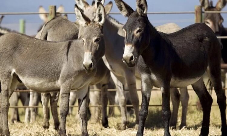 Pakistan Reviews Export Proposals as Donkey Meat Trade Gains Momentum