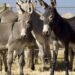 Pakistan Reviews Export Proposals as Donkey Meat Trade Gains Momentum