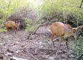 Minister orders probe after Deer killing in Margalla Hills sparks outrage