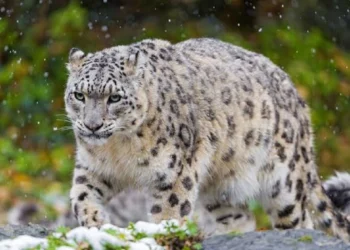 Unsung Heroes Recognized: Top Wildlife Protectors Win Pakistan’s 2025 Conservation Awards