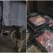 IFA Seizes One Tonne of Donkey Meat Near Islamabad; Suspected Export Operation Uncovered