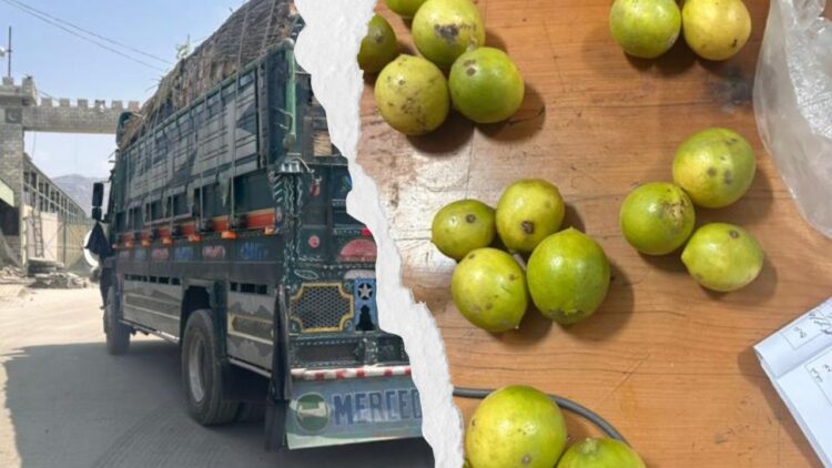 Afghanistan Blocks 15 Tons of Pakistani Lemons Over Citrus Canker Scare