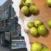 Afghanistan Blocks 15 Tons of Pakistani Lemons Over Citrus Canker Scare