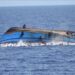 Dozens Dead, Scores Missing After Migrant Boat Capsizes Off Yemen Coast