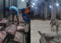 FIA Launches Probe into Viral Donkey Meat Allegations; Over 365 Social Media Accounts Under Scrutiny