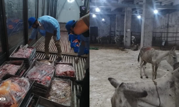 FIA Launches Probe into Viral Donkey Meat Allegations; Over 365 Social Media Accounts Under Scrutiny