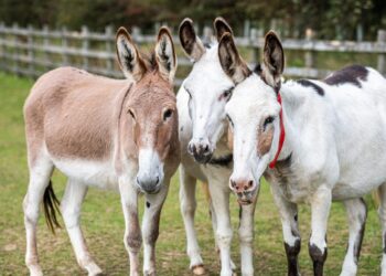 Donkey: Father, Beast, or King?