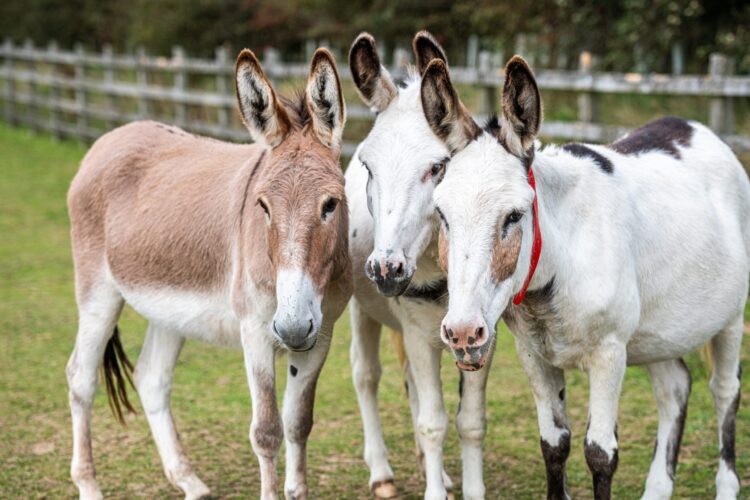 Donkey: Father, Beast, or King?