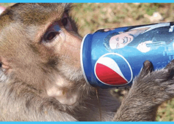 Islamabad’s Elite E-7 Sector Grapples with Monkey Menace