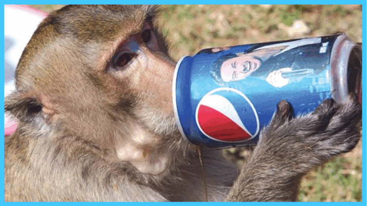 Islamabad’s Elite E-7 Sector Grapples with Monkey Menace