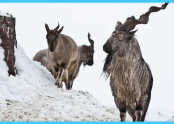 KP Wildlife Dept Earns Record $1.91m from Trophy Hunting Permits