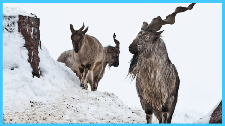 KP Wildlife Dept Earns Record $1.91m from Trophy Hunting Permits