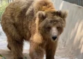 Preparations Underway to Transfer Karachi Zoo’s Brown Bear ‘Rano’ to Gilgit-Baltistan Sanctuary on Court Orders