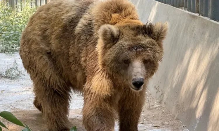 Preparations Underway to Transfer Karachi Zoo’s Brown Bear ‘Rano’ to Gilgit-Baltistan Sanctuary on Court Orders