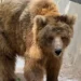 Preparations Underway to Transfer Karachi Zoo’s Brown Bear ‘Rano’ to Gilgit-Baltistan Sanctuary on Court Orders