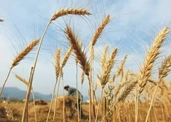 Government Approves 2025-26 Wheat Policy; Lifts Inter-Provincial Movement Restrictions