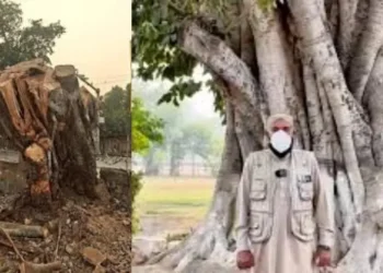 150-Year-Old Banyan Tree Felled in Lahore, Sparks Outrage Amid Smog Crisis