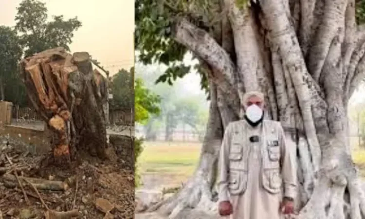 150-Year-Old Banyan Tree Felled in Lahore, Sparks Outrage Amid Smog Crisis
