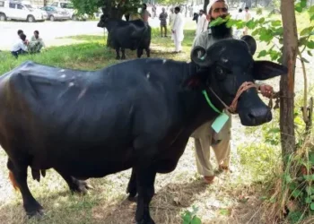 Two Arrested in Jhelum for Brutally Injuring Cow Over Field Trespass