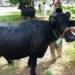 Two Arrested in Jhelum for Brutally Injuring Cow Over Field Trespass