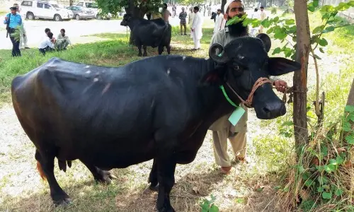 Two Arrested in Jhelum for Brutally Injuring Cow Over Field Trespass