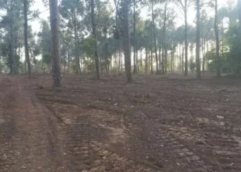 IHC Halts Tree Cutting in Islamabad, Seeks Detailed Report from CDA