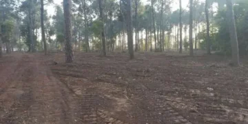 IHC Halts Tree Cutting in Islamabad, Seeks Detailed Report from CDA