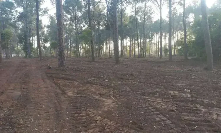 IHC Halts Tree Cutting in Islamabad, Seeks Detailed Report from CDA